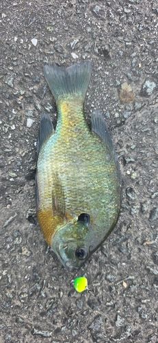 ブルーギルの釣果