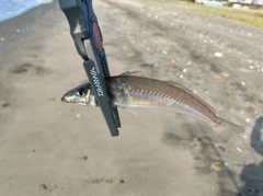シロギスの釣果