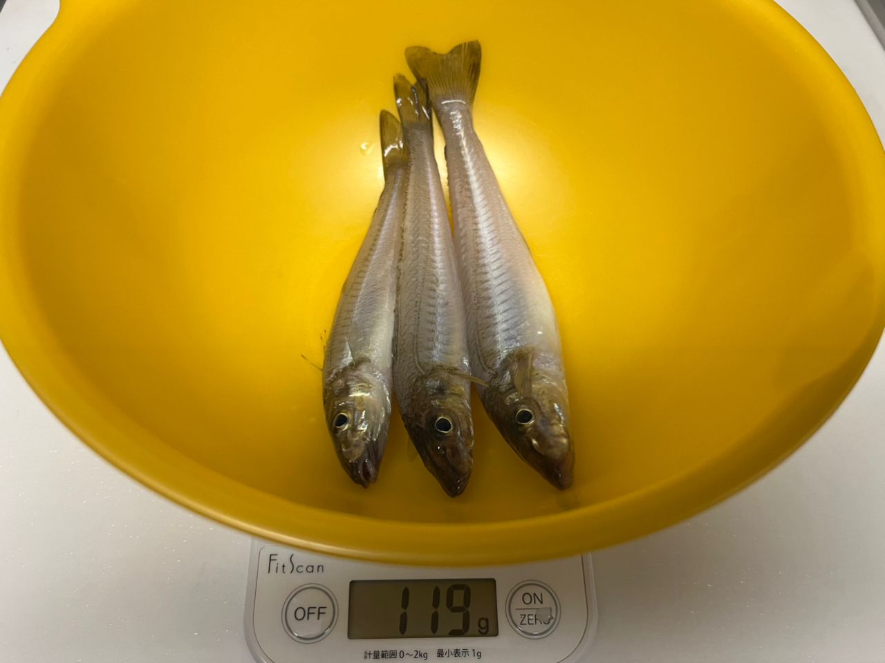 シロギス