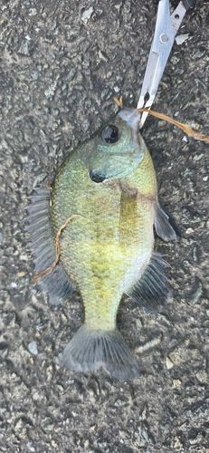 ブルーギルの釣果