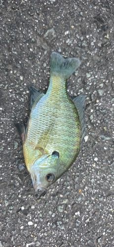 ブルーギルの釣果