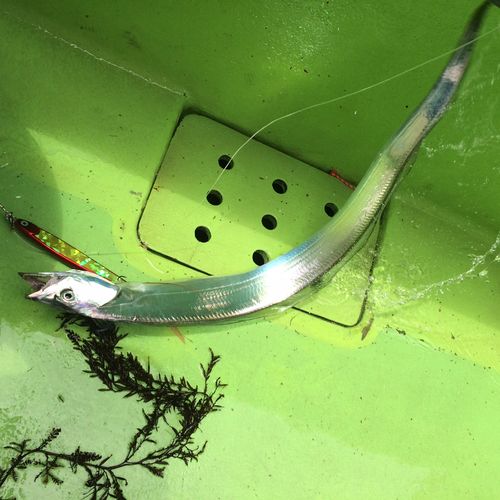 タチウオの釣果