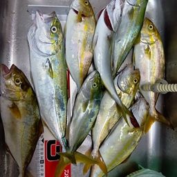 ワカシ
