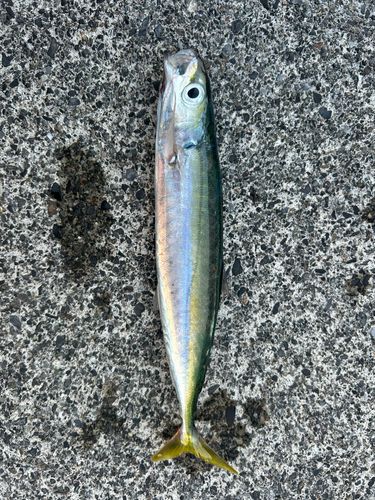 ムロアジの釣果