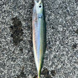 ムロアジ
