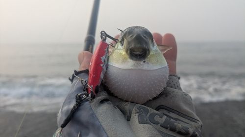 シロサバフグの釣果