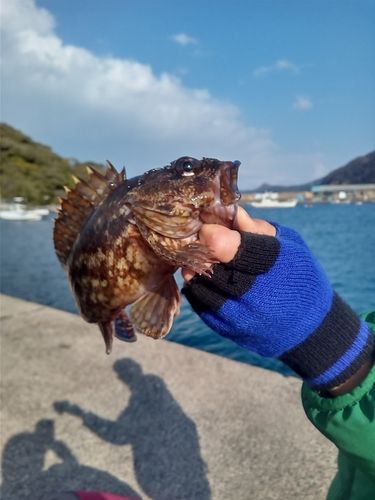 カサゴ