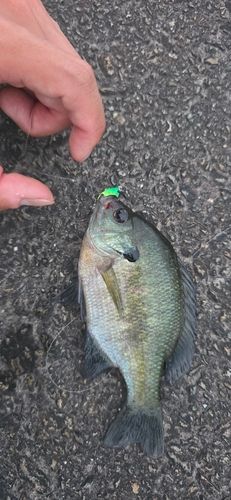 ブルーギルの釣果