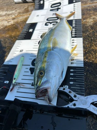 ツバスの釣果