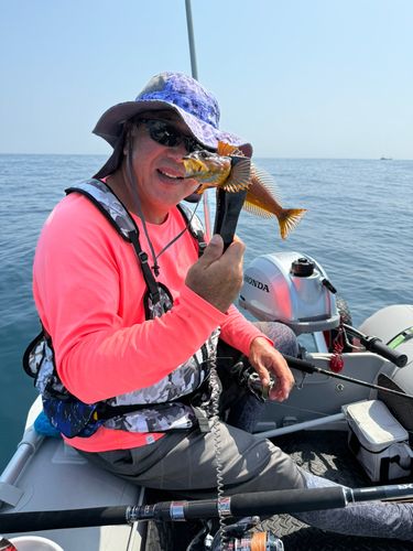アナハゼの釣果