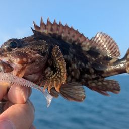 カサゴ