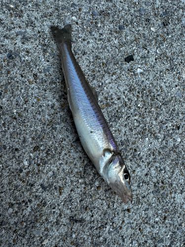 キスの釣果