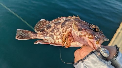 カサゴの釣果