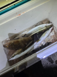 カマスの釣果