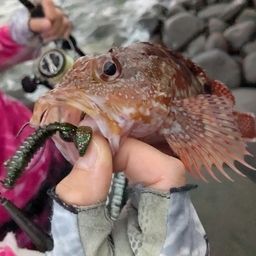 カサゴ