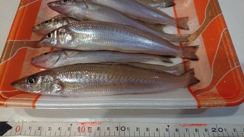 キスの釣果