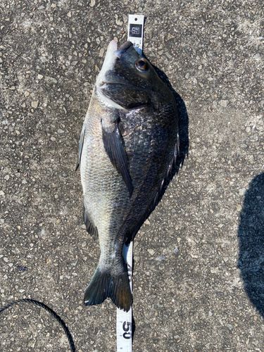 クロダイの釣果