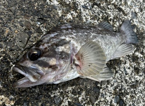 クロソイの釣果