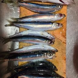 ウルメイワシ