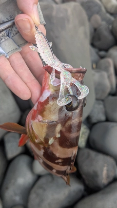 アカハタの釣果