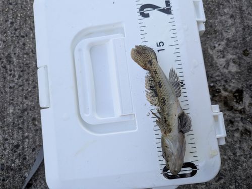 ハゼの釣果