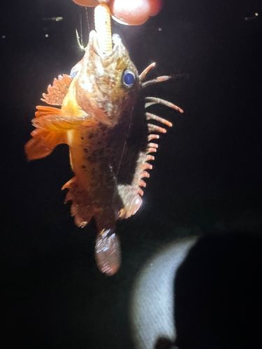 ハオコゼの釣果
