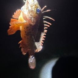 ハオコゼ