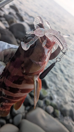 アカハタの釣果