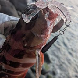アカハタ