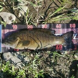 スモールマウスバス