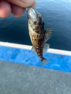 アサヒアナハゼの釣果
