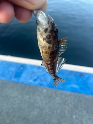 アサヒアナハゼの釣果