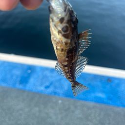アサヒアナハゼ