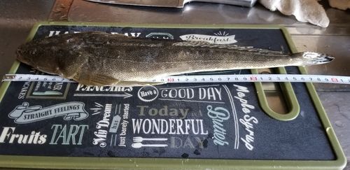 マゴチの釣果