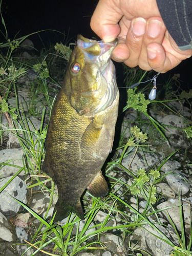 スモールマウスバスの釣果