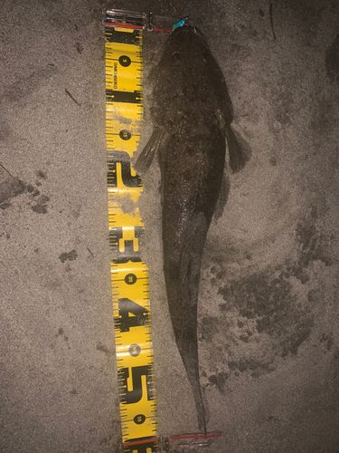 マゴチの釣果