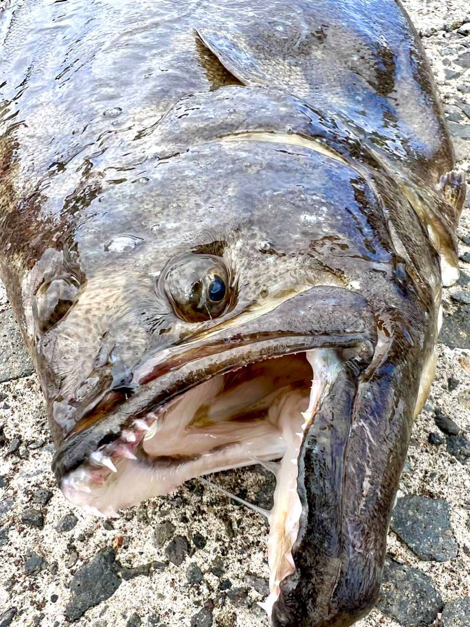 ヒラメ