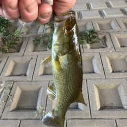 スモールマウスバス
