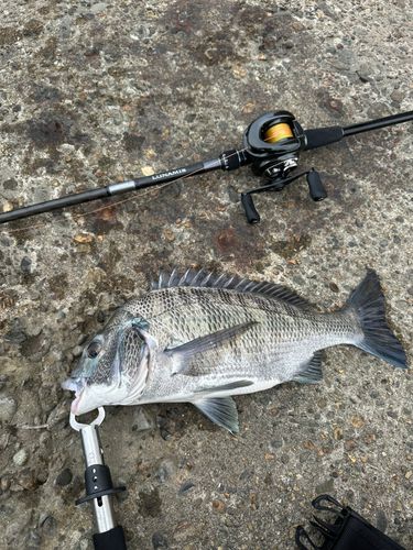 クロダイの釣果