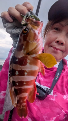 オオモンハタの釣果