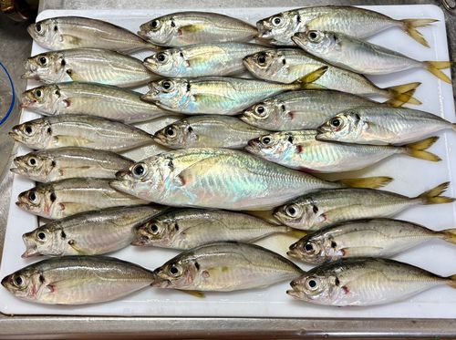 アジの釣果