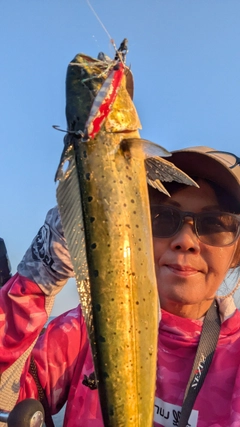 シイラの釣果