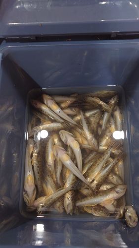 マハゼの釣果