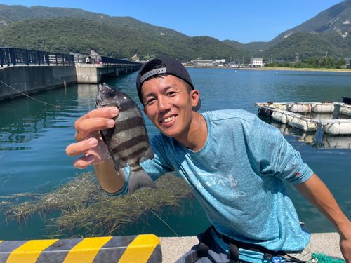 イシダイの釣果