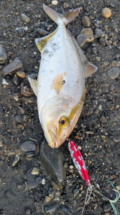 ショゴの釣果