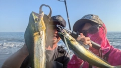 シイラの釣果