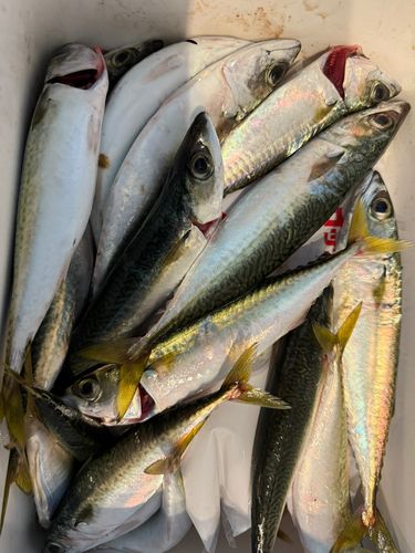 サバの釣果