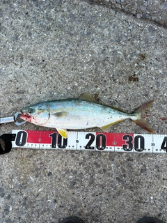 ヤズの釣果