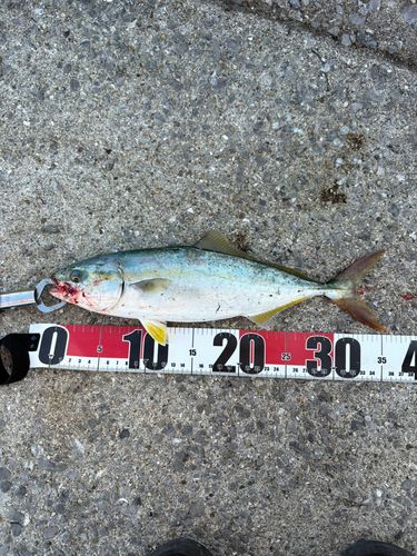 ヤズの釣果