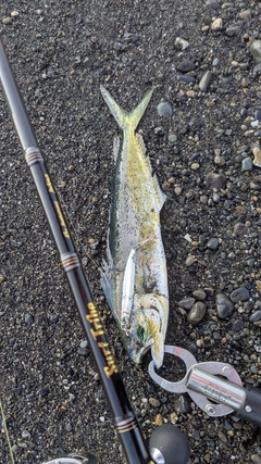 シイラの釣果
